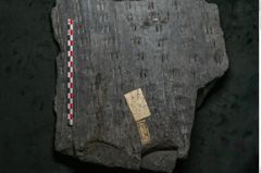Foto (Detailansicht) von Sigillaria alternaus Lindl. et H. (NHMW-GEO-2024-0188-11230)